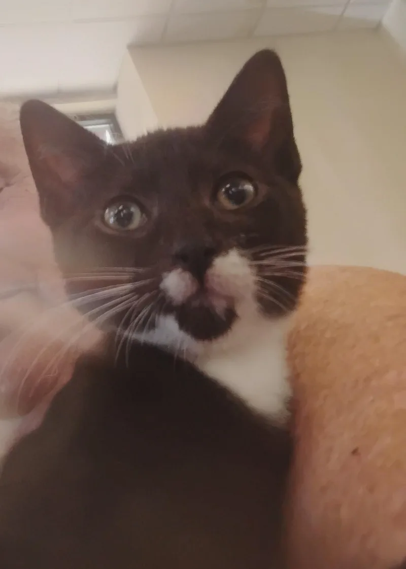 A baby medium-sized male Black & White / Tuxedo Domestic Short Hair cat named Bentley for adoption in Woodland, CA