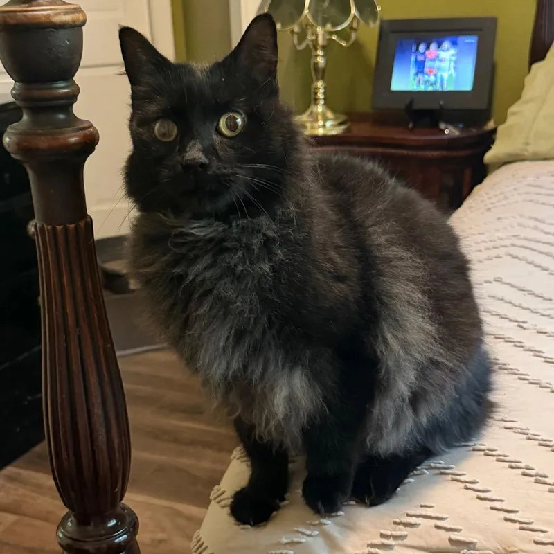 An adult small-sized male Domestic Long Hair cat named Shadow for adoption in Flower Mound, TX