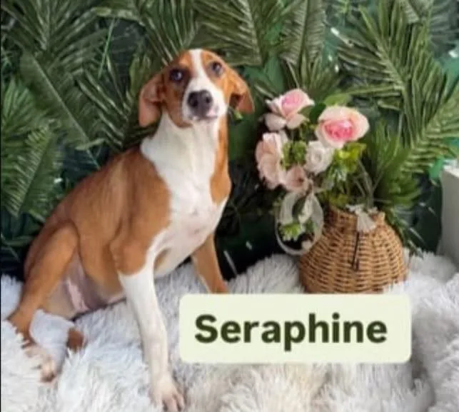 A baby medium-sized female Brown / Chocolate Mixed Breed dog named Seraphine for adoption in Richmond, VA