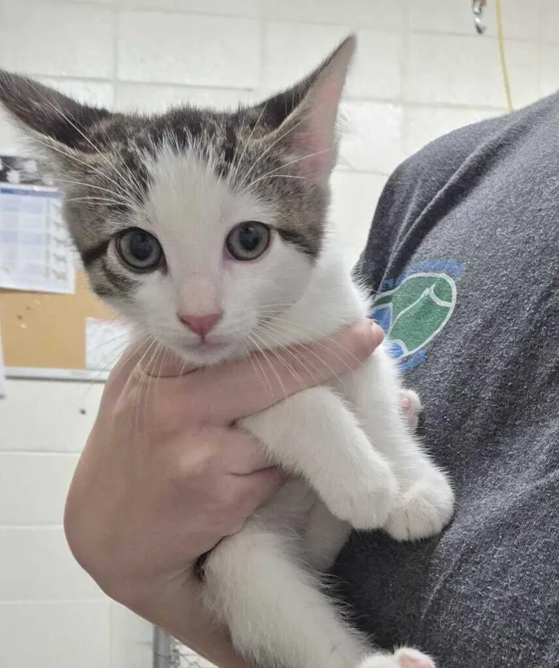A baby medium-sized female Tabby (Brown / Chocolate) Domestic Short Hair cat named Banshee for adoption in Fruit Heights, UT
