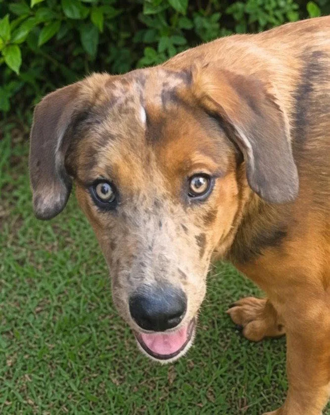 A baby large-sized female Shepherd dog named Cherokee for adoption in Bloomfield, CT