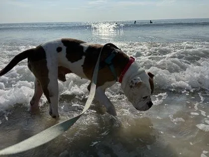 An adult medium-sized male English Bulldog dog named Evan for adoption in Daytona Beach, FL