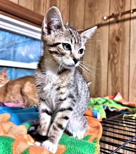 A baby medium-sized male Tabby cat named Watson for adoption in Rutherfordton, NC