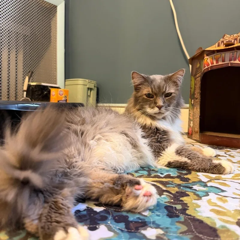 Albus