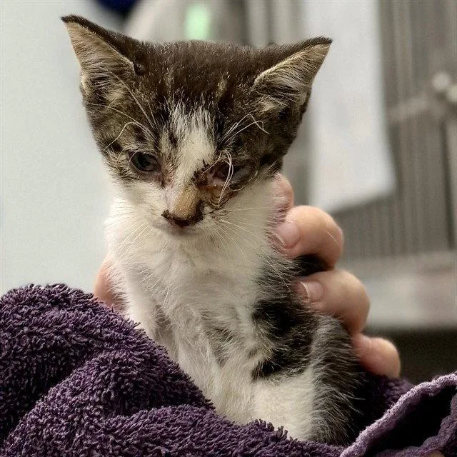 A baby small-sized female Brown / Chocolate Domestic Short Hair cat named A for adoption in Tavares, FL