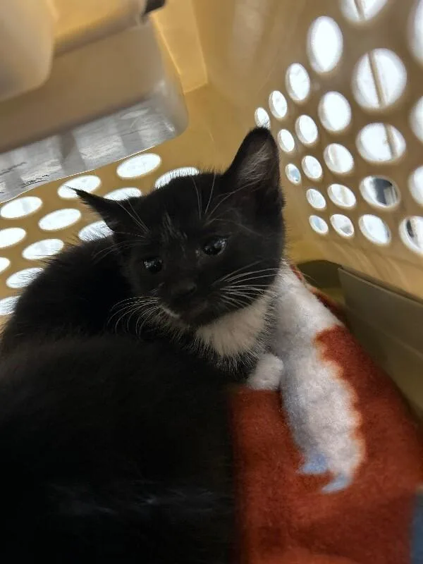 A baby medium-sized female Black Domestic Short Hair cat named Bing for adoption in Fruit Heights, UT