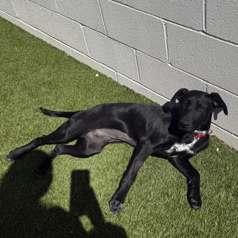 A young medium-sized female Black Labrador Retriever dog named Daphane for adoption in LOXAHATCHEE, FL