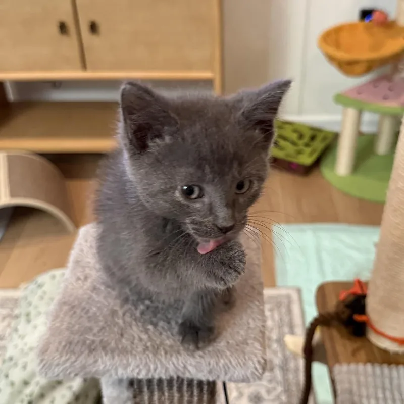 A baby small-sized male Domestic Short Hair cat named Hubbard for adoption in Brookfield, WI