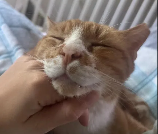 An adult medium-sized male Tabby (Orange / Red) Domestic Short Hair cat named Garfield for adoption in Indianapolis, IN