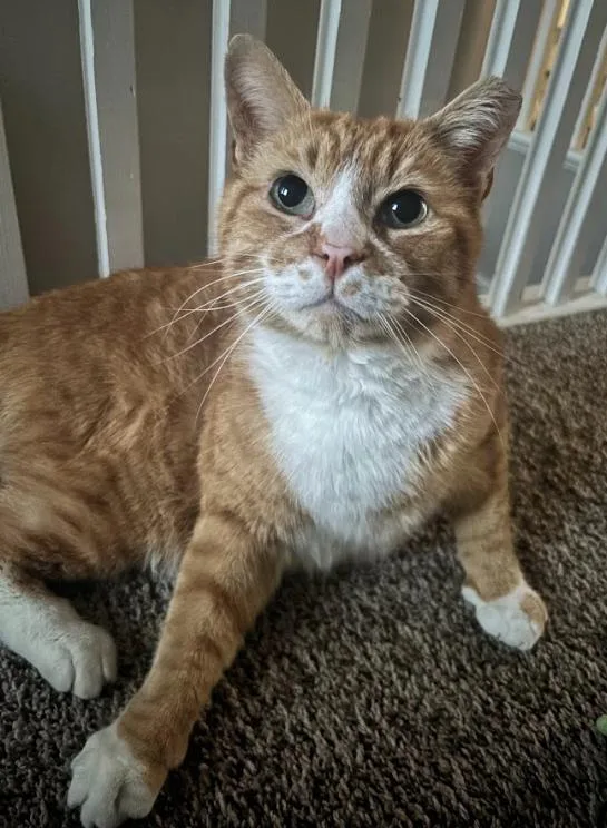 Garfield thumbnail 2