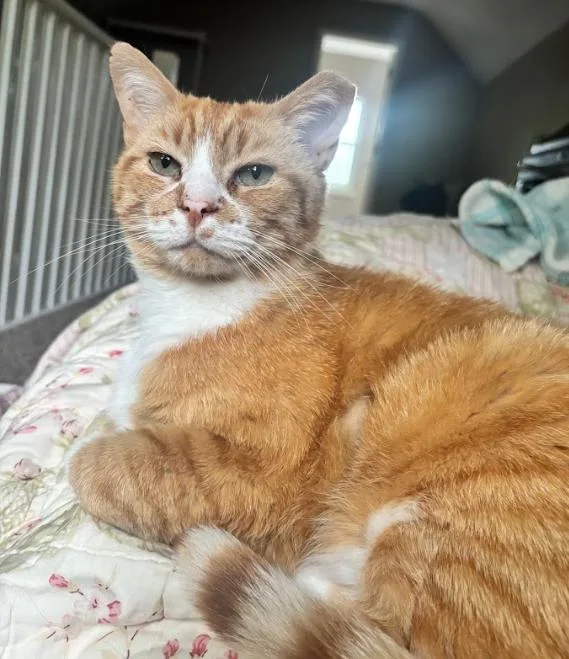 Garfield thumbnail 3