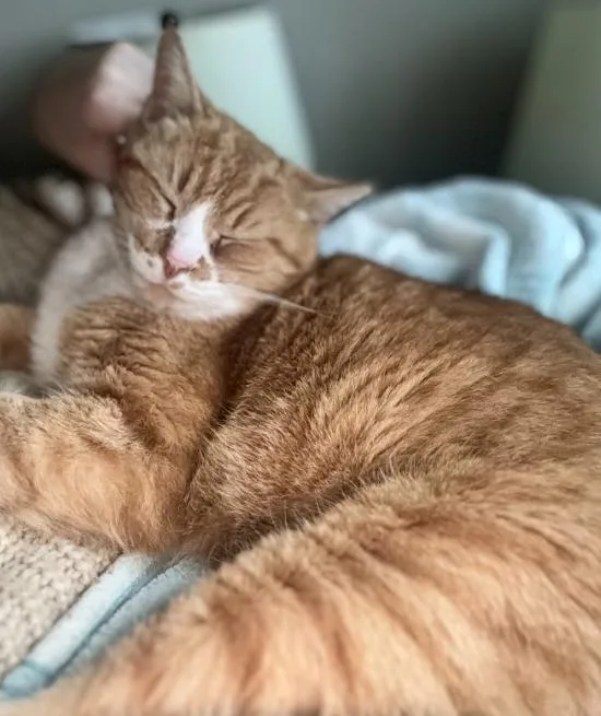 Garfield thumbnail 4