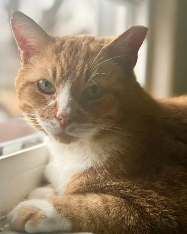 Garfield thumbnail 5