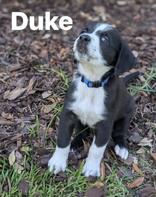 Duke
