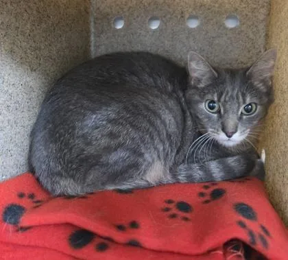 An adult small-sized female Domestic Short Hair cat named Stellar for adoption in New Hope, PA