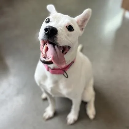 A young medium-sized female Mixed Breed dog named Callie for adoption in Janesville, WI