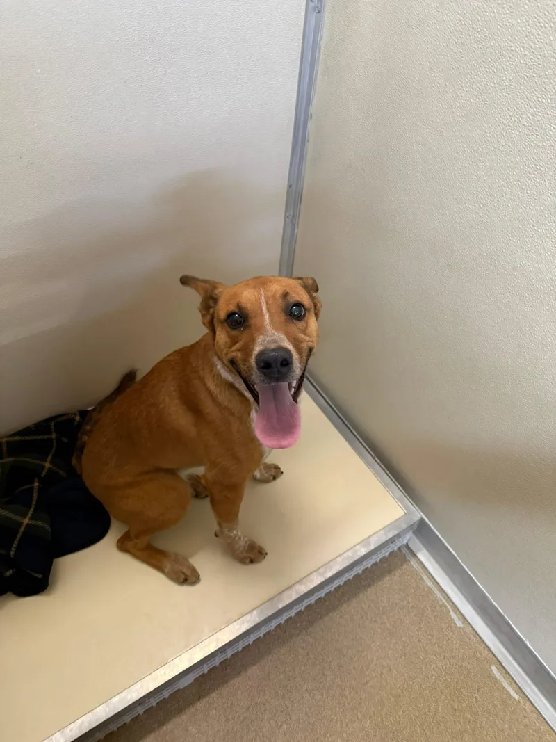 A young medium-sized female Red / Chestnut / Orange Australian Cattle Dog / Blue Heeler dog named Maple for adoption in Rawlins, WY