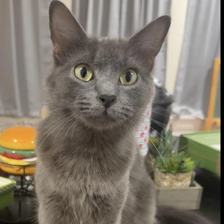 A young small-sized female Domestic Medium Hair cat named Breanna for adoption in Denison, TX