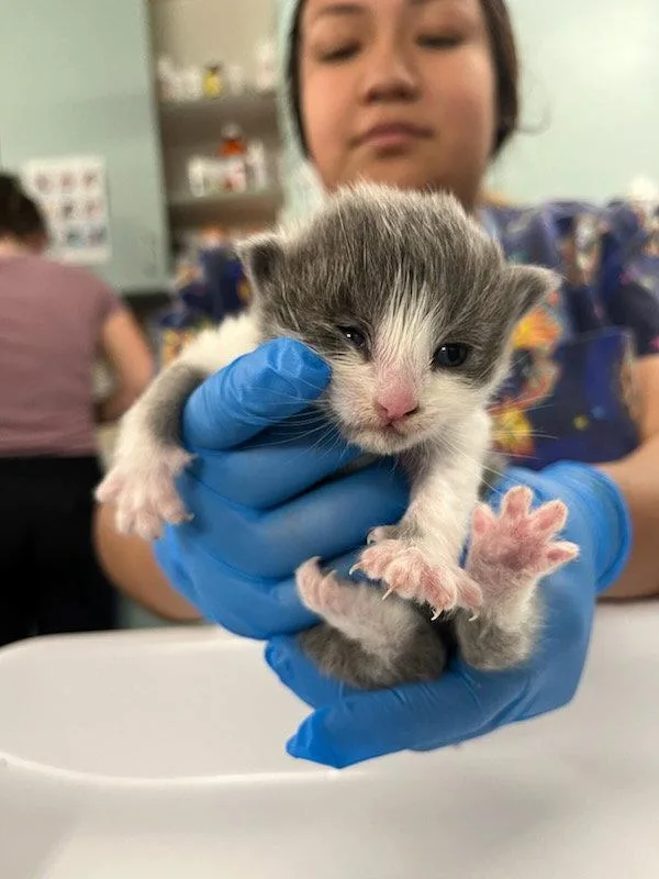 A baby small-sized female Gray / Blue / Silver Domestic Short Hair cat named Claudette for adoption in Woodland, CA