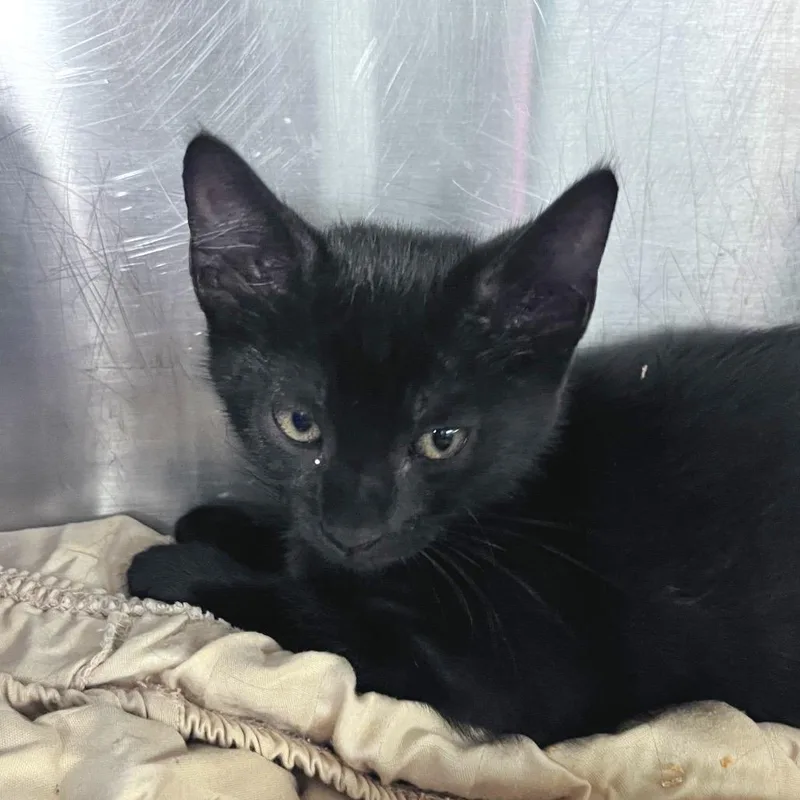 A baby small-sized female Black American Shorthair cat named Lynx for adoption in Tulsa, OK