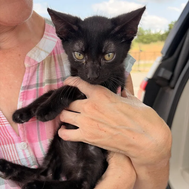 A baby small-sized male Black Domestic Short Hair cat named Loki for adoption in Marshall, TX
