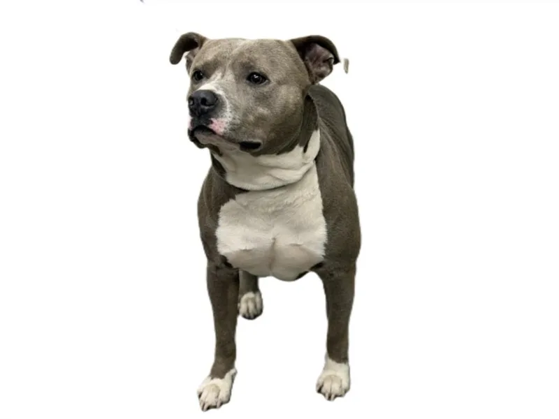 An adult medium-sized male Pit Bull Terrier dog named Bently for adoption in Los Angeles, CA