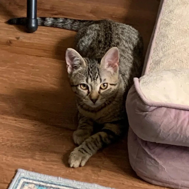 Cilantro thumbnail 2