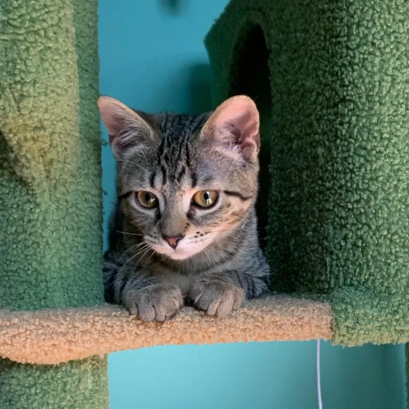 Cilantro thumbnail 3