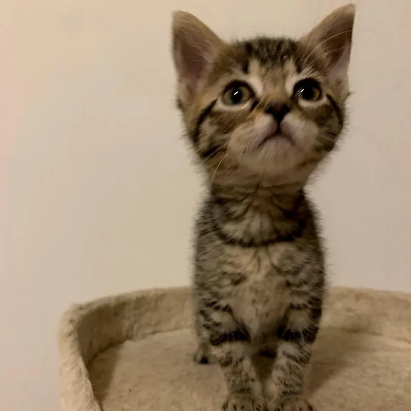 Cilantro thumbnail 4