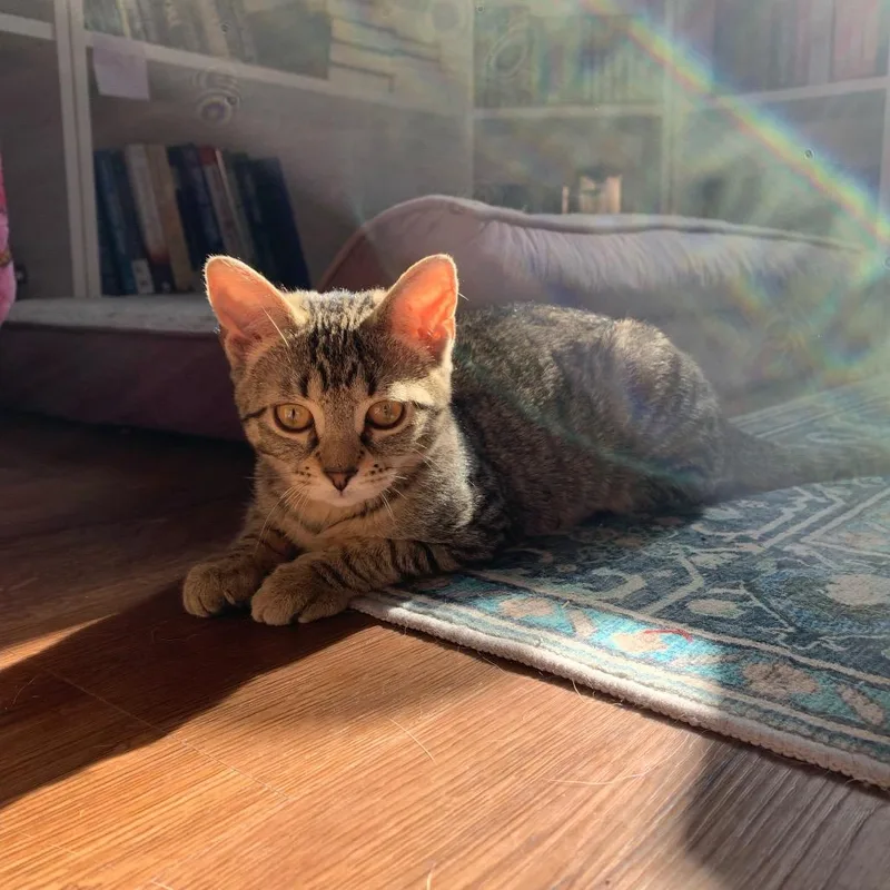 Cilantro thumbnail 5