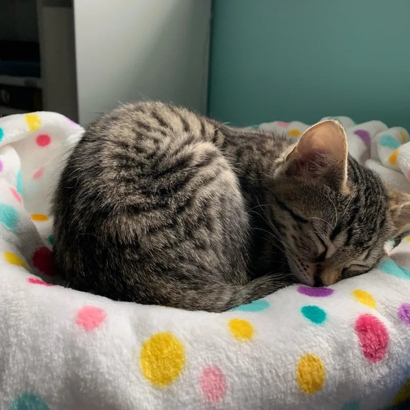 Cilantro thumbnail 6