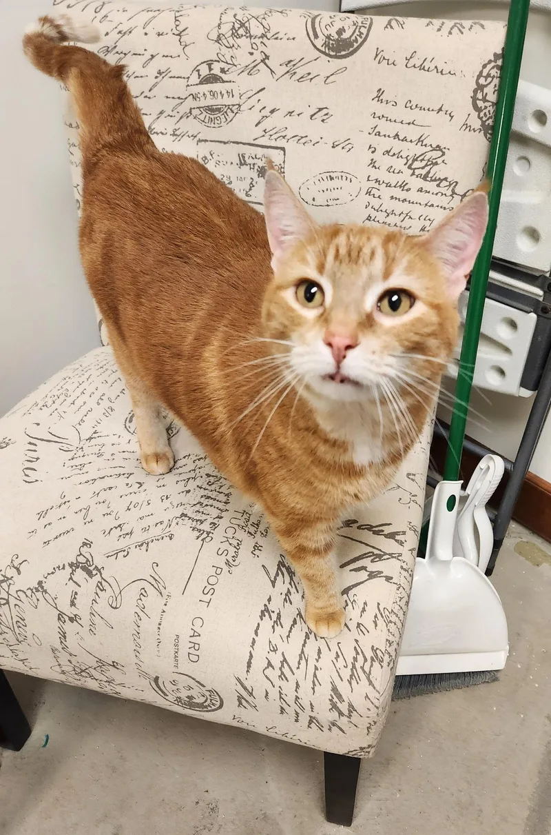 An adult large-sized male Domestic Short Hair cat named Macaroon for adoption in Grand Forks, ND