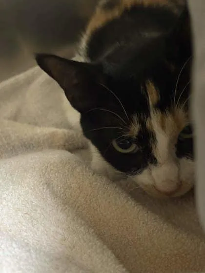 An adult medium-sized female Domestic Short Hair cat named Mamasita for adoption in Memphis, TN