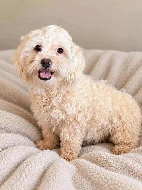 An adult small-sized female White / Cream Bichon Frise dog named Jenny Rex for adoption in Waunakee, WI