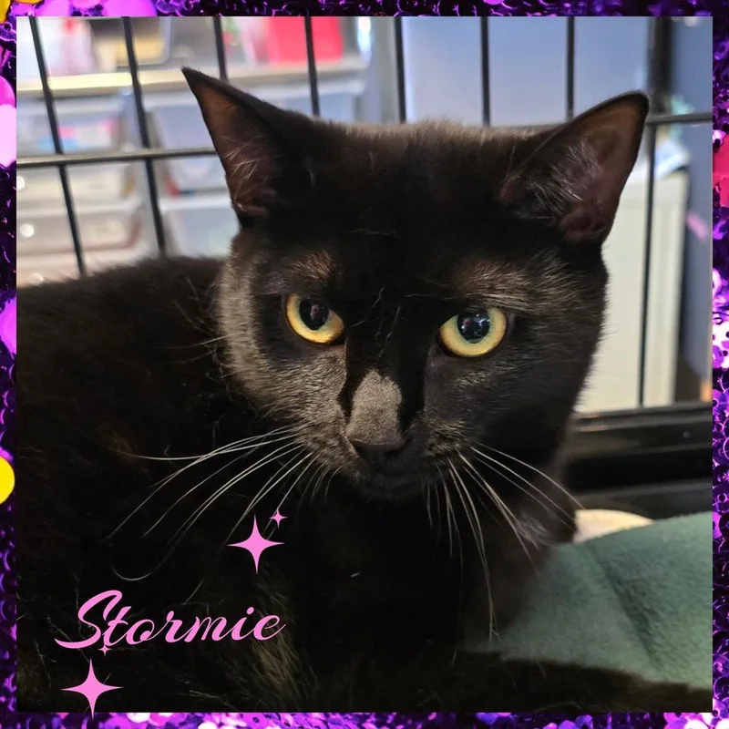 An adult large-sized female Black Domestic Short Hair cat named Stormie for adoption in Southbury, CT