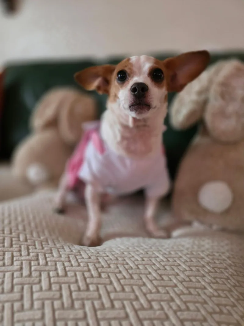 A young small-sized female Chihuahua dog named Bliss for adoption in Hayward, CA