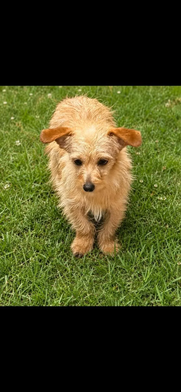 A young small-sized male Rat Terrier dog named River for adoption in Campbellsville, KY