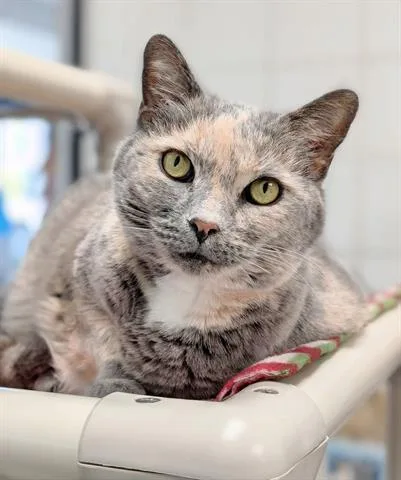 An adult small-sized female Domestic Short Hair cat named Tessa May for adoption in Canfield, OH