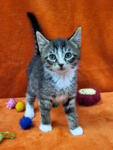 A young medium-sized male Domestic Short Hair cat named Fergus for adoption in Bucyrus, OH