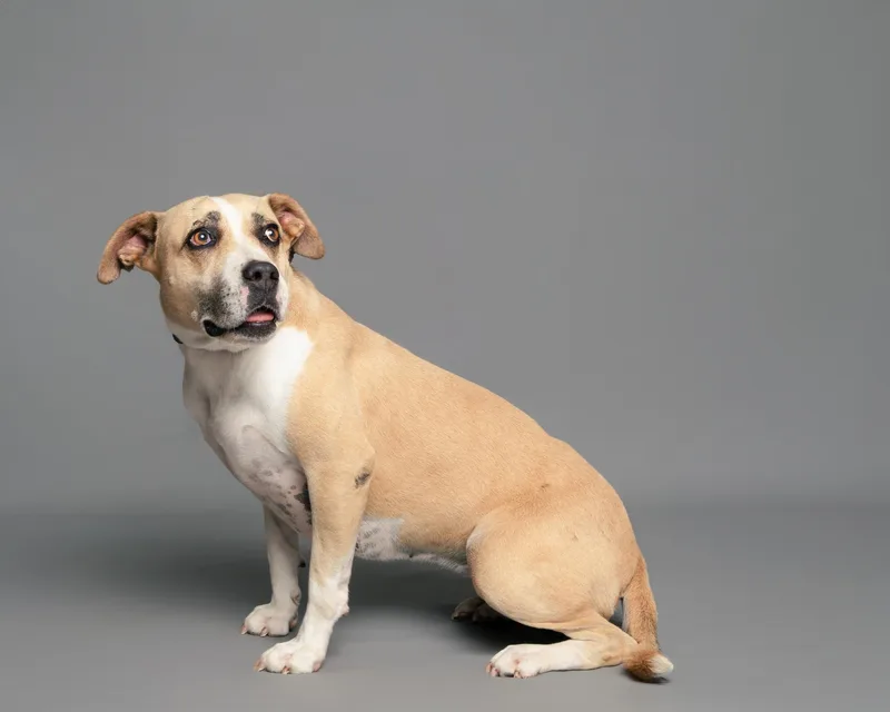 Sweet Pea thumbnail 2