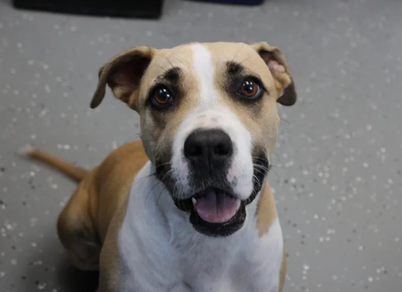 Sweet Pea thumbnail 3