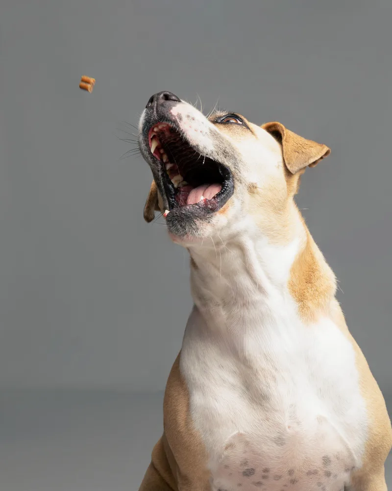 Sweet Pea thumbnail 4