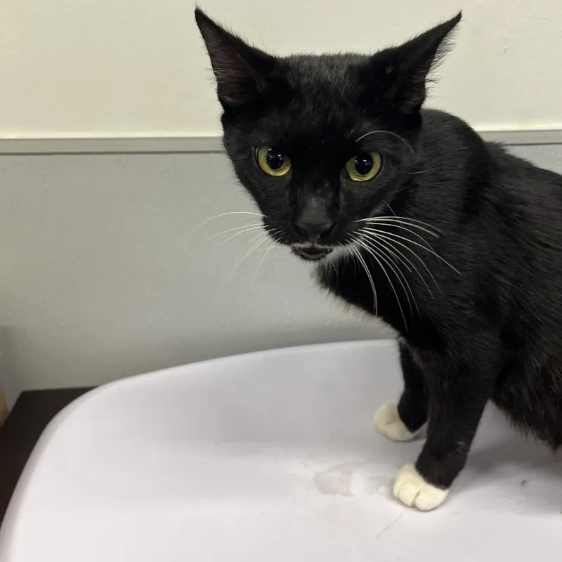 An adult medium-sized female Black Domestic Short Hair cat named Melissa for adoption in Tampa, FL