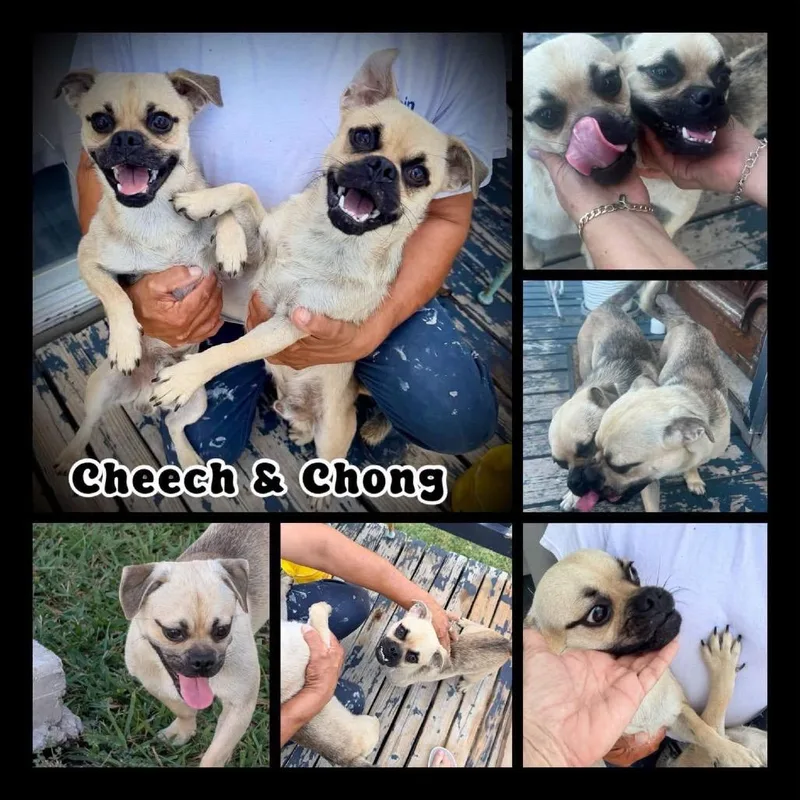 Chong