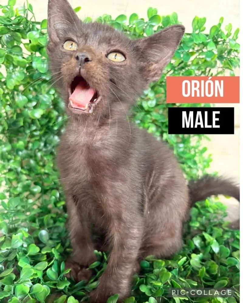 A baby small-sized male Domestic Short Hair cat named Beerus for adoption in Lewisville, TX
