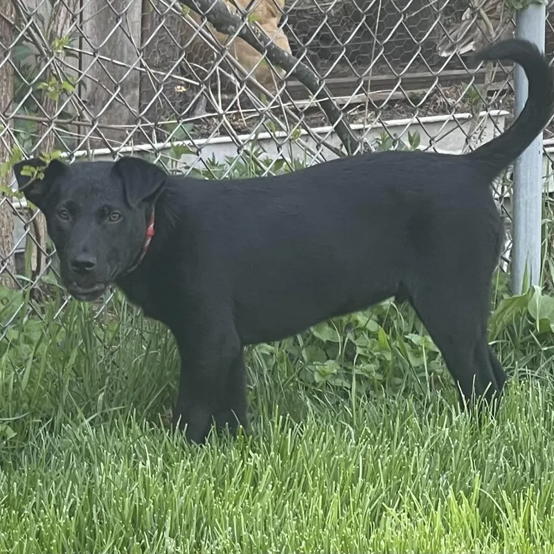 A baby medium-sized male Black Labrador Retriever dog named Black Jack for adoption in South Elgin, IL