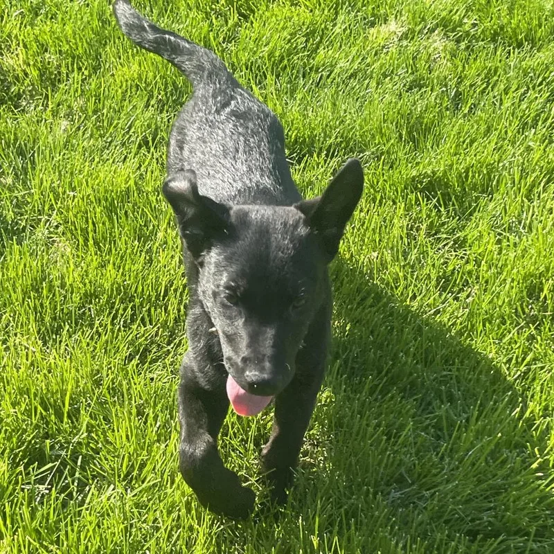 Black Jack thumbnail 2