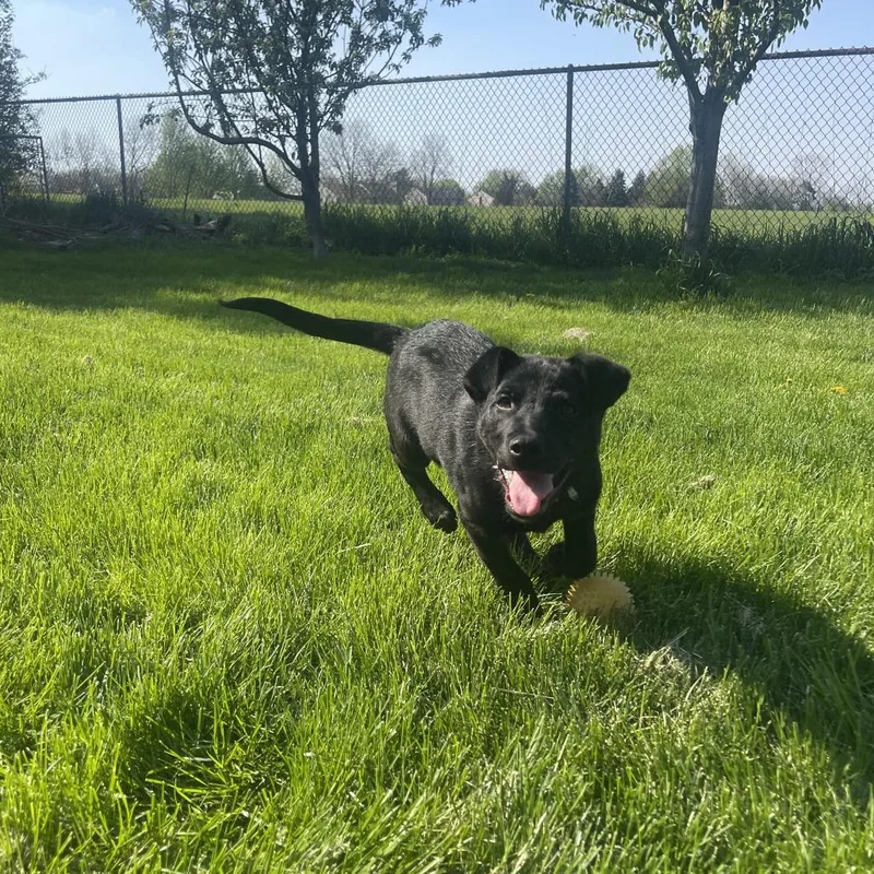 Black Jack thumbnail 3