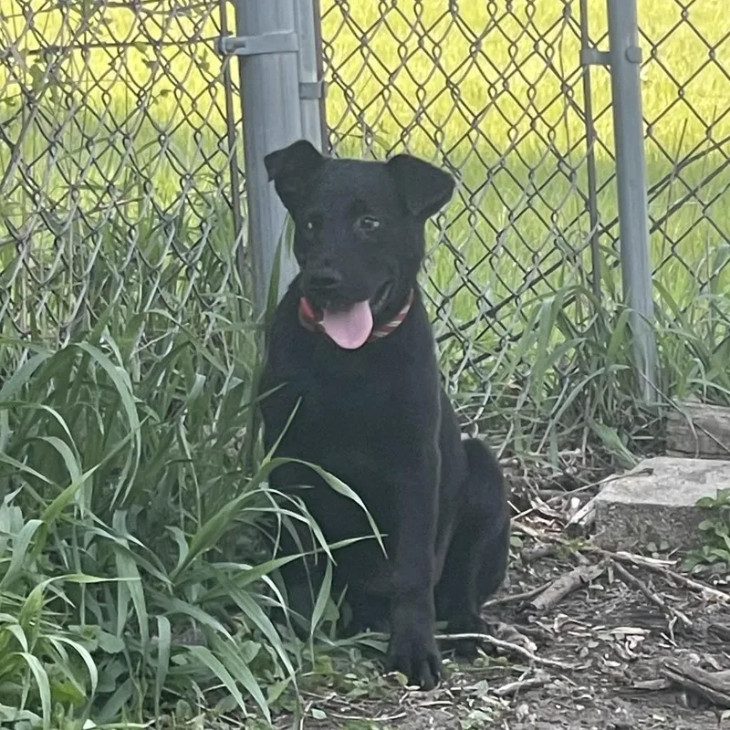 Black Jack thumbnail 4