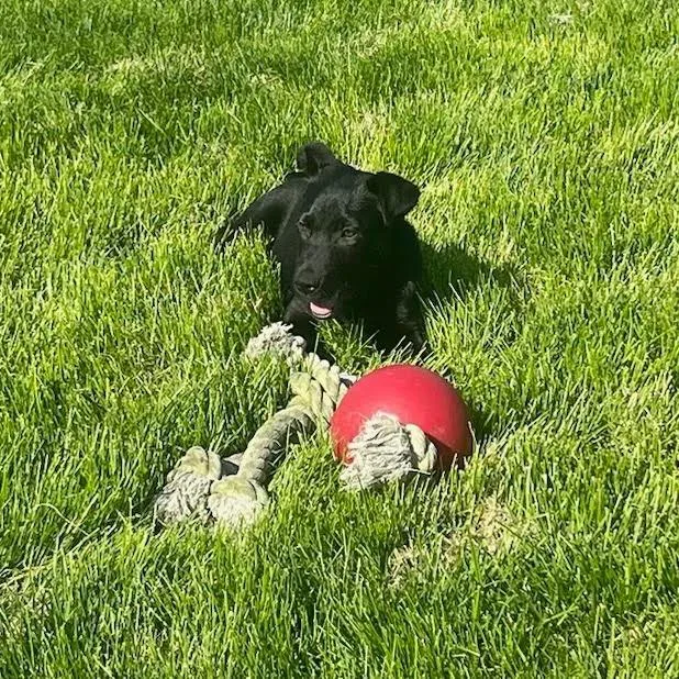 Black Jack thumbnail 5